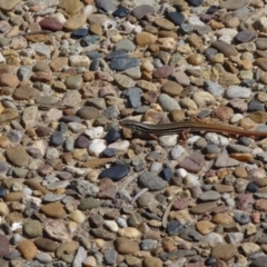 Ctenotus taeniolatus (Copper-tailed Skink) at Whitlam, ACT - 7 Mar 2021 by Miranda