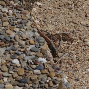 Ctenotus taeniolatus at Whitlam, ACT - 7 Mar 2021