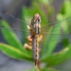 Diplacodes bipunctata (Wandering Percher) at Higgins Woodland - 31 Dec 2023 by Untidy