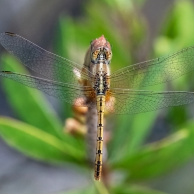 Diplacodes bipunctata (Wandering Percher) at Higgins, ACT - 31 Dec 2023 by Untidy