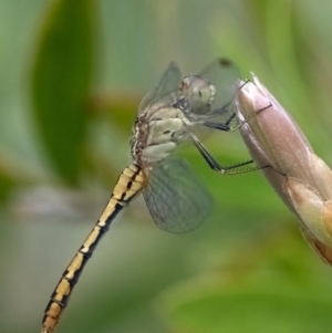 Diplacodes bipunctata at Higgins Woodland - 31 Dec 2023