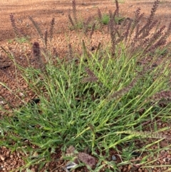Tragus australianus (Small Burrgrass) at Jerrabomberra, NSW - 8 Jan 2024 by SteveBorkowskis