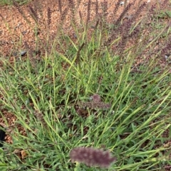 Tragus australianus at QPRC LGA - 8 Jan 2024 06:34 PM