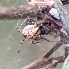 Cryptachaea veruculata (Diamondback comb-footed spider) at Campbell, ACT - 8 Jan 2024 by Hejor1