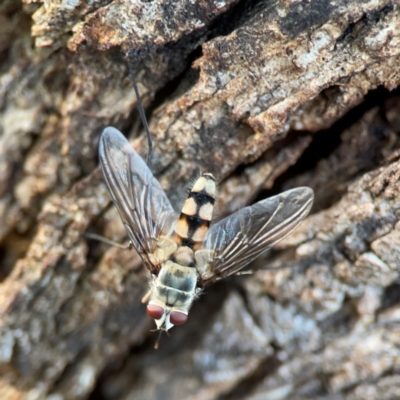 Senostoma sp. (genus) at Campbell, ACT - 8 Jan 2024 by Hejor1