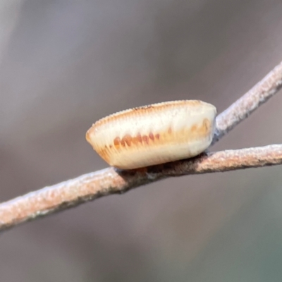 Unidentified Cockroach (Blattodea, several families) at Campbell, ACT - 8 Jan 2024 by Hejor1