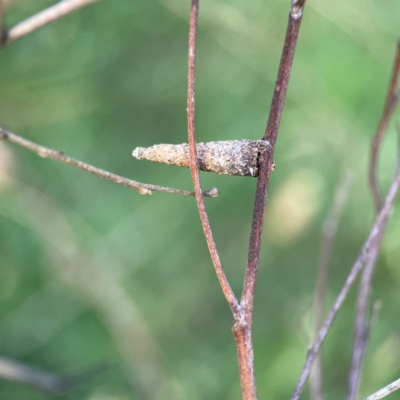 Conoeca guildingi (A case moth) at Campbell, ACT - 8 Jan 2024 by Hejor1