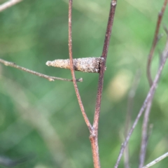 Conoeca guildingi at Mount Ainslie - 8 Jan 2024