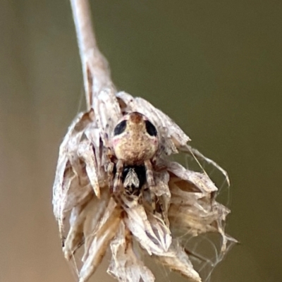 Salsa fuliginata (Sooty Orb-weaver) at Campbell, ACT - 8 Jan 2024 by Hejor1