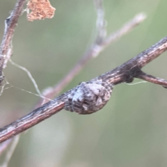 Dolophones sp. (genus) (Wrap-around spider) at Mount Ainslie - 8 Jan 2024 by Hejor1