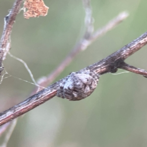 Dolophones sp. (genus) at Mount Ainslie - 8 Jan 2024 07:06 PM