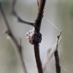 Dolophones sp. (genus) at Mount Ainslie - 8 Jan 2024 07:06 PM