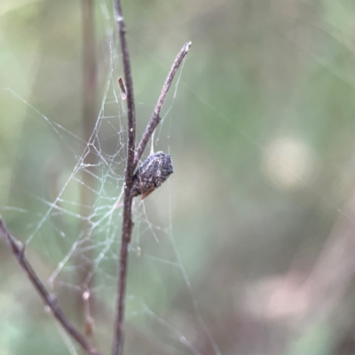 Aporocera sp. (genus) at Campbell, ACT - 8 Jan 2024 by Hejor1