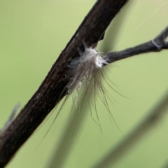 Anestia (genus) (A tiger moth) at Campbell, ACT - 8 Jan 2024 by Hejor1