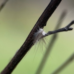 Anestia (genus) at Mount Ainslie - 8 Jan 2024 07:07 PM