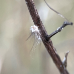 Anestia (genus) at Mount Ainslie - 8 Jan 2024 07:07 PM