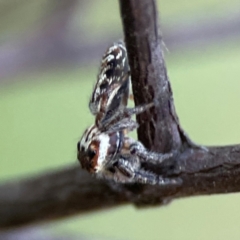 Opisthoncus serratofasciatus at Mount Ainslie - 8 Jan 2024