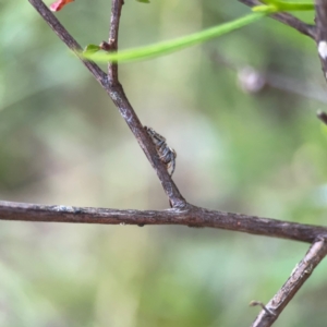 Opisthoncus serratofasciatus at Mount Ainslie - 8 Jan 2024 07:09 PM