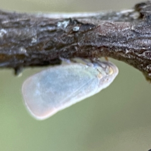 Anzora unicolor at Mount Ainslie - 8 Jan 2024