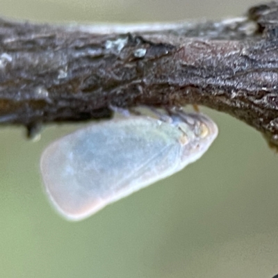 Anzora unicolor (Grey Planthopper) at Campbell, ACT - 8 Jan 2024 by Hejor1