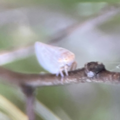 Anzora unicolor at Mount Ainslie - 8 Jan 2024