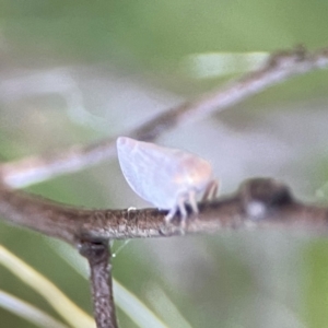 Anzora unicolor at Mount Ainslie - 8 Jan 2024