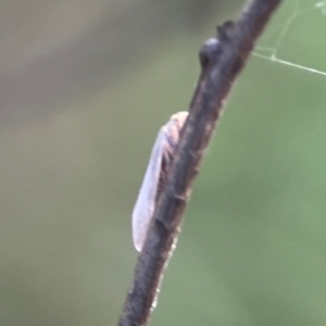 Anzora unicolor at Mount Ainslie - 8 Jan 2024