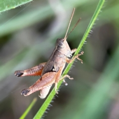 Phaulacridium vittatum (Wingless Grasshopper) at Campbell, ACT - 8 Jan 2024 by Hejor1