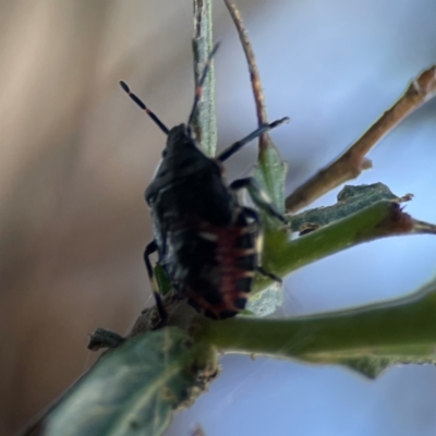 Oechalia schellenbergii (Spined Predatory Shield Bug) at Campbell, ACT - 8 Jan 2024 by Hejor1