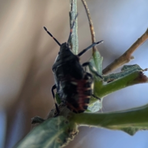 Oechalia schellenbergii at Mount Ainslie - 8 Jan 2024