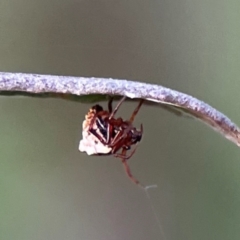 Unidentified Other web-building spider at Campbell, ACT - 8 Jan 2024 by Hejor1