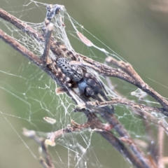 Badumna sp. (genus) (Lattice-web spider) at Campbell, ACT - 8 Jan 2024 by Hejor1