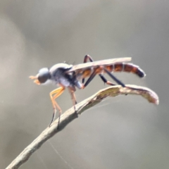 Taenogerella elizabethae at Mount Ainslie - 8 Jan 2024 by Hejor1