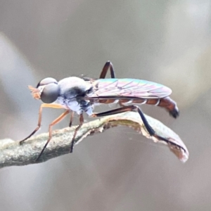 Taenogerella elizabethae at Mount Ainslie - 8 Jan 2024