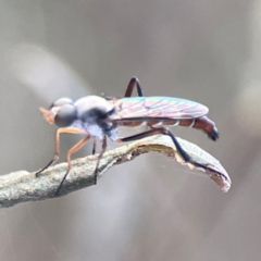 Taenogerella elizabethae at Mount Ainslie - 8 Jan 2024