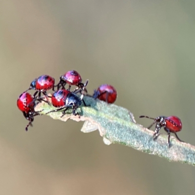 Cermatulus nasalis (Predatory shield bug, Glossy shield bug) at Campbell, ACT - 8 Jan 2024 by Hejor1