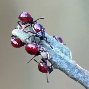 Cermatulus nasalis at Mount Ainslie - 8 Jan 2024