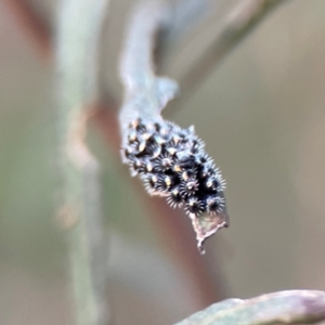 Cermatulus nasalis at Mount Ainslie - 8 Jan 2024