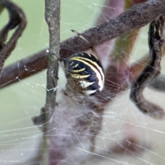 Deliochus pulcher (Beautiful Deliochus spider) at Campbell, ACT - 8 Jan 2024 by Hejor1