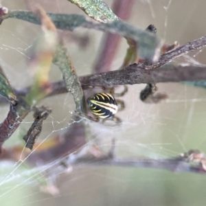 Deliochus pulcher at Mount Ainslie - 8 Jan 2024 07:21 PM