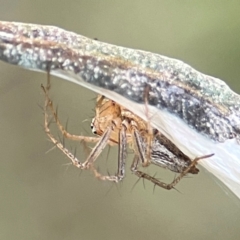 Oxyopes sp. (genus) (Lynx spider) at Mount Ainslie - 8 Jan 2024 by Hejor1