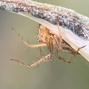 Oxyopes sp. (genus) at Mount Ainslie - 8 Jan 2024