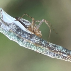 Oxyopes sp. (genus) at Mount Ainslie - 8 Jan 2024