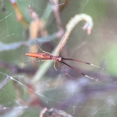 Tetragnatha sp. (genus) (Long-jawed spider) at Campbell, ACT - 8 Jan 2024 by Hejor1