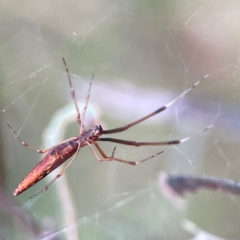 Tetragnatha sp. (genus) at Mount Ainslie - 8 Jan 2024