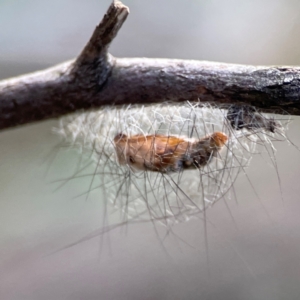 Anestia (genus) at Mount Ainslie - 8 Jan 2024