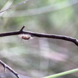 Anestia (genus) at Mount Ainslie - 8 Jan 2024