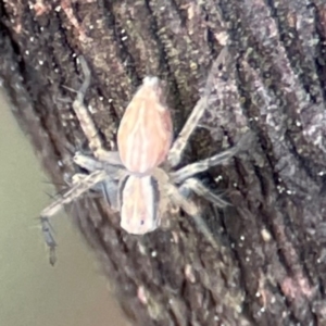 Oxyopes sp. (genus) at Mount Ainslie - 8 Jan 2024