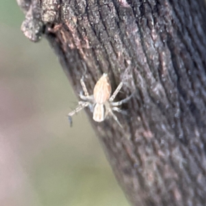 Oxyopes sp. (genus) at Mount Ainslie - 8 Jan 2024 07:24 PM