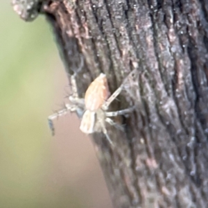 Oxyopes sp. (genus) at Mount Ainslie - 8 Jan 2024